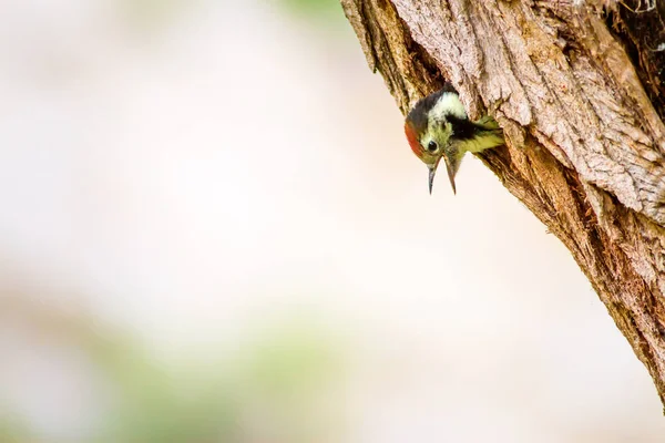 Ağaçkakan. Yeşil orman arka planı. Kuş: Orta Benekli Ağaçkakan. Dendrocopos medius.