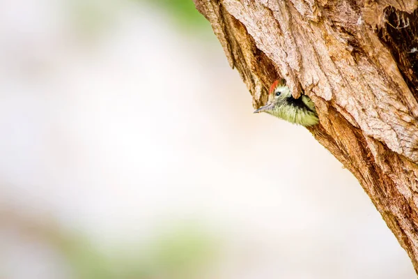 Ağaçkakan. Yeşil orman arka planı. Kuş: Orta Benekli Ağaçkakan. Dendrocopos medius.