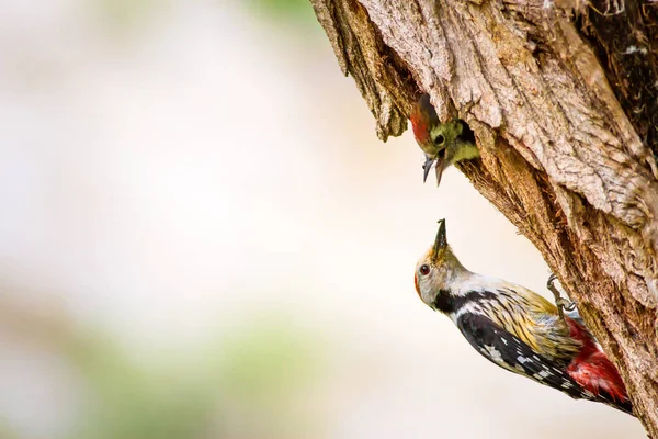 Ağaçkakan. Yeşil orman arka planı. Kuş: Orta Benekli Ağaçkakan. Dendrocopos medius.