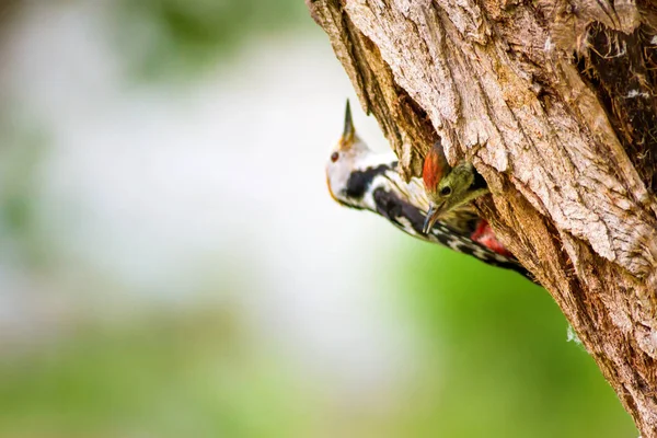 Ağaçkakan. Yeşil orman arka planı. Kuş: Orta Benekli Ağaçkakan. Dendrocopos medius.