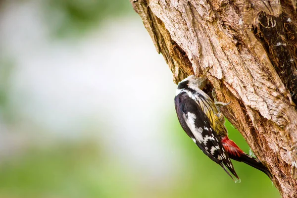 Ağaçkakan. Yeşil orman arka planı. Kuş: Orta Benekli Ağaçkakan. Dendrocopos medius.