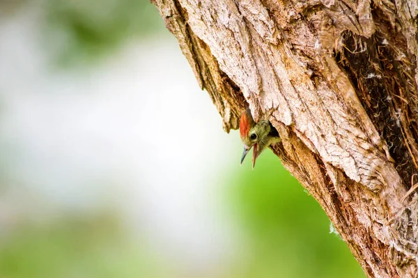 Aranyos Woodpecker Zöld Erdőháttér Madár Middle Pettyes Harkály Dendrocopos Medius — Stock Fotó