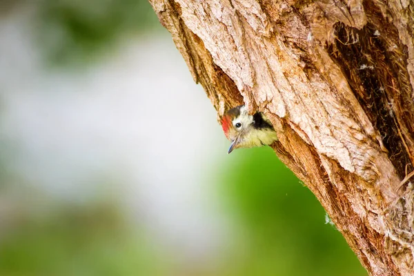 Niedlicher Specht Grüner Waldhintergrund Vogel Mittelspecht Dendrokopos Medius — Stockfoto