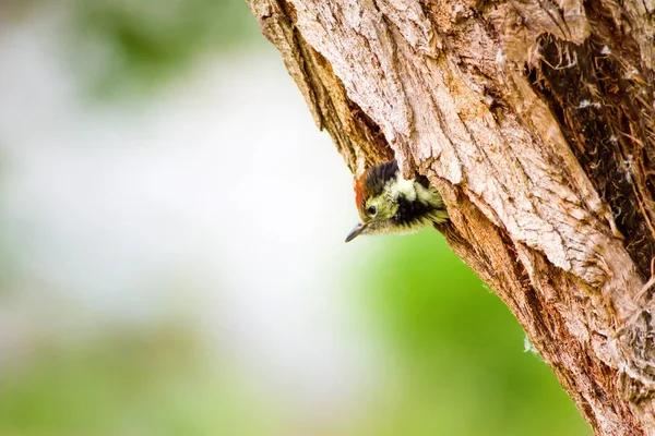 Sevimli Ağaçkakan. Yeşil orman arka planı. Kuş: Orta Benekli Ağaçkakan. Dendrocopos medius.