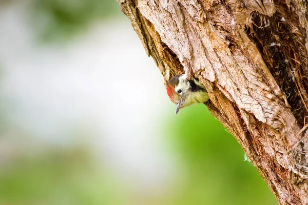 Sevimli Ağaçkakan Yeşil Orman Arka Planı Kuş Orta Benekli Ağaçkakan — Stok fotoğraf