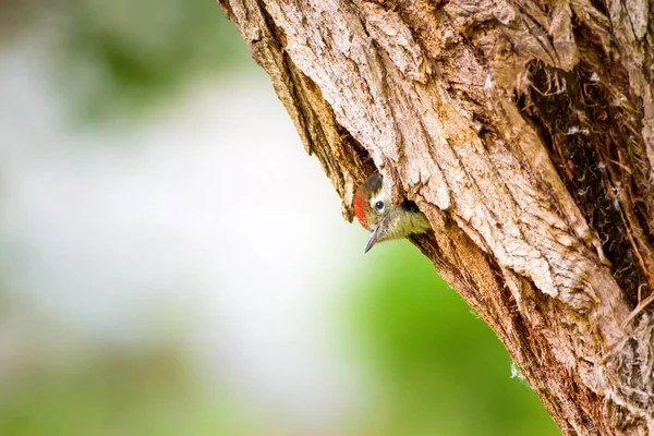Sevimli Ağaçkakan Yeşil Orman Arka Planı Kuş Orta Benekli Ağaçkakan — Stok fotoğraf