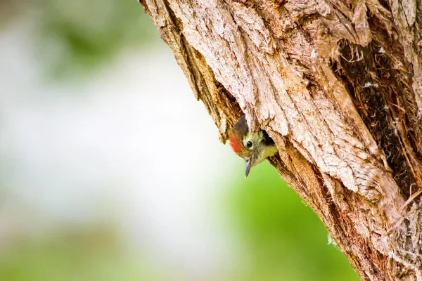 Sevimli Ağaçkakan. Yeşil orman arka planı. Kuş: Orta Benekli Ağaçkakan. Dendrocopos medius.