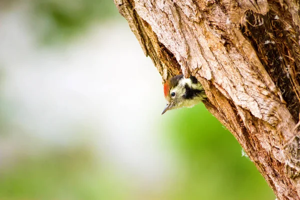 Joli Pic Fond Forêt Verte Oiseau Pic Tacheté Moyen Dendrocopos — Photo