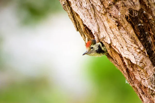 Sevimli Ağaçkakan. Yeşil orman arka planı. Kuş: Orta Benekli Ağaçkakan. Dendrocopos medius.