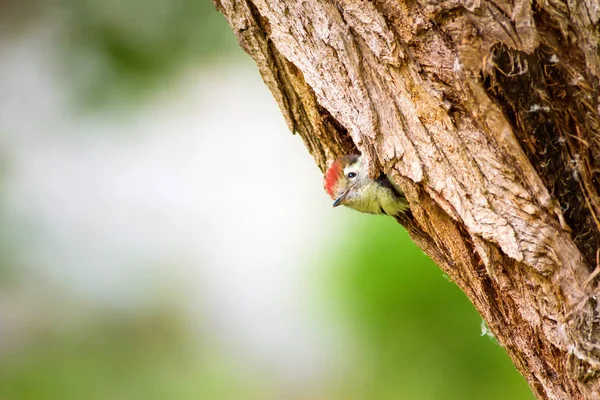 Sevimli Ağaçkakan. Yeşil orman arka planı. Kuş: Orta Benekli Ağaçkakan. Dendrocopos medius.