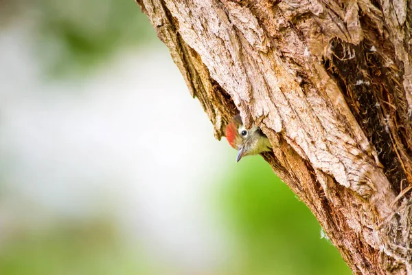 Sevimli Ağaçkakan. Yeşil orman arka planı. Kuş: Orta Benekli Ağaçkakan. Dendrocopos medius.