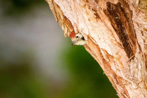 Roztomilý Woodpekker Zelená Lesní Pozadí Pták Prostřední Skvrnitý Woodpecker Dendrokopos — Stock fotografie