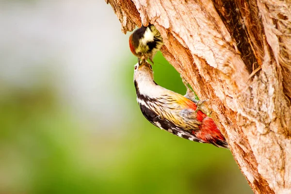 Sevimli Ağaçkakan. Yeşil orman arka planı. Kuş: Orta Benekli Ağaçkakan. Dendrocopos medius.