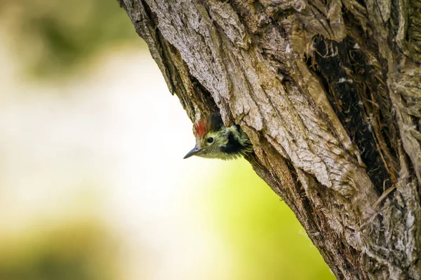 Śliczne Dzięcioł Zielone Tło Lasu Ptak Dzięcioł Środkowy Dendrocopos Medius — Zdjęcie stockowe
