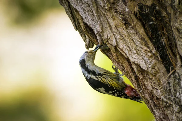Sevimli Ağaçkakan. Yeşil orman arka planı. Kuş: Orta Benekli Ağaçkakan. Dendrocopos medius.