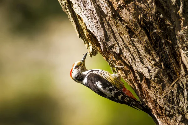 Niedlicher Specht Grüner Waldhintergrund Vogel Mittelspecht Dendrokopos Medius — Stockfoto