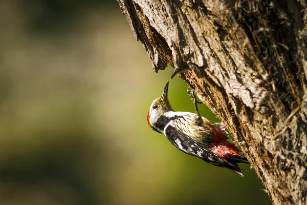 Ağaçtaki sevimli ağaçkakan. Doğa arka planı. Kuş: Orta Benekli Ağaçkakan. Dendrocopos medius.