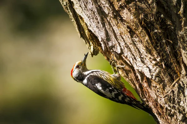 Söt Hackspett Träd Natur Bakgrund Fågel Mellersta Fläckig Hackspett Auktor — Stockfoto