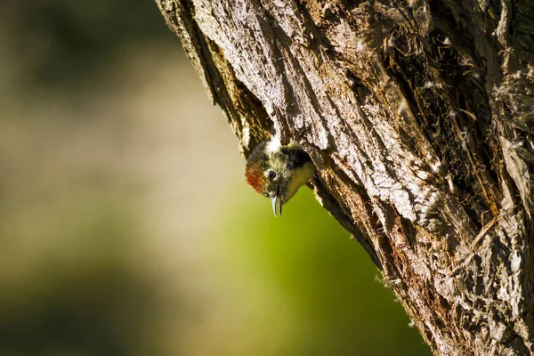 Lindo Pájaro Carpintero Árbol Fondo Naturaleza Bird Middle Spotted Woodpecker — Foto de Stock