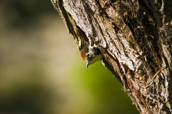 Pica Pau Bonito Árvore Fundo Natureza Pássaro Pica Pau Manchado — Fotografia de Stock