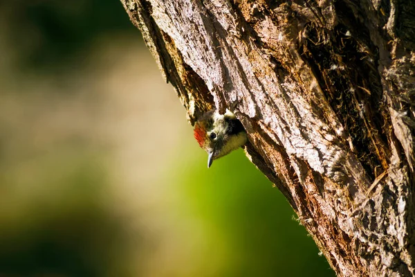 Niedlicher Specht Auf Baum Natur Hintergrund Vogel Mittelspecht Dendrokopos Medius — Stockfoto