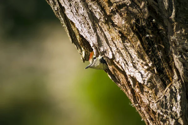 Niedlicher Specht Auf Baum Natur Hintergrund Vogel Mittelspecht Dendrokopos Medius — Stockfoto