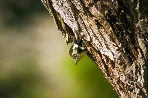 Ağaçtaki sevimli ağaçkakan. Doğa arka planı. Kuş: Orta Benekli Ağaçkakan. Dendrocopos medius.