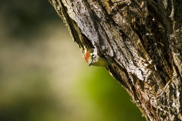 Niedlicher Specht Auf Baum Natur Hintergrund Vogel Mittelspecht Dendrokopos Medius — Stockfoto