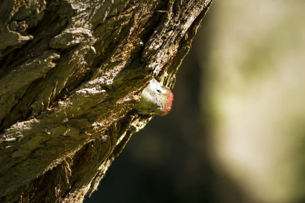 Ağaçtaki sevimli ağaçkakan. Doğa arka planı. Kuş: Orta Benekli Ağaçkakan. Dendrocopos medius.