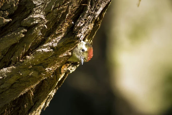 Niedlicher Specht Auf Baum Natur Hintergrund Vogel Mittelspecht Dendrokopos Medius — Stockfoto