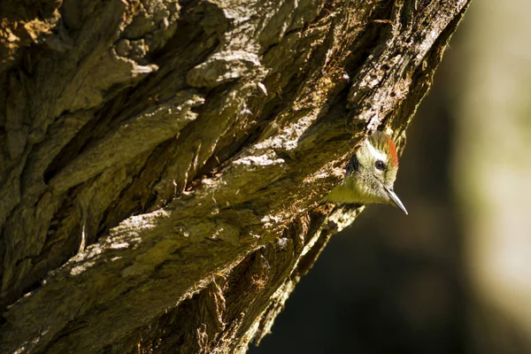 Ağaçtaki sevimli ağaçkakan. Doğa arka planı. Kuş: Orta Benekli Ağaçkakan. Dendrocopos medius.