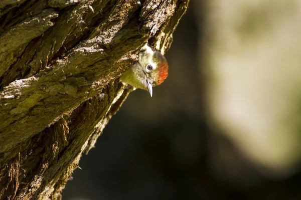 Ağaçtaki sevimli ağaçkakan. Doğa arka planı. Kuş: Orta Benekli Ağaçkakan. Dendrocopos medius.