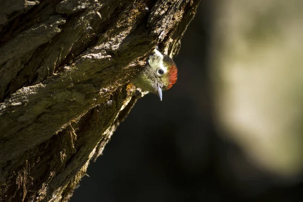Lindo Pájaro Carpintero Árbol Fondo Naturaleza Bird Middle Spotted Woodpecker — Foto de Stock
