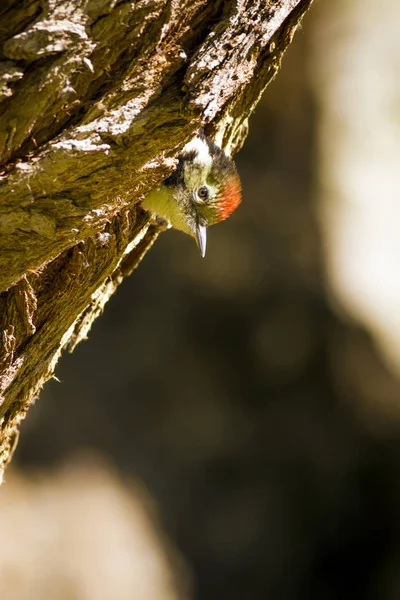Aranyos Woodpecker Fán Természet Háttere Madár Middle Pettyes Harkály Dendrocopos — Stock Fotó