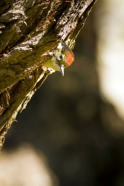 Söt Hackspett Träd Natur Bakgrund Fågel Mellersta Fläckig Hackspett Auktor — Stockfoto