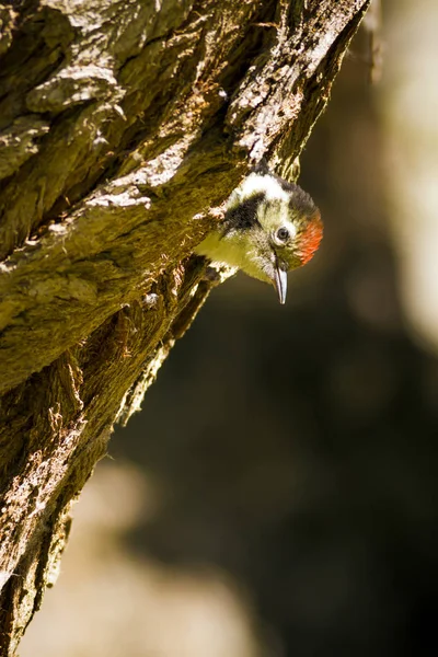 Ağaçtaki sevimli ağaçkakan. Doğa arka planı. Kuş: Orta Benekli Ağaçkakan. Dendrocopos medius.