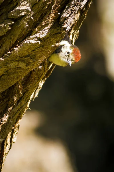 Söt Hackspett Träd Natur Bakgrund Fågel Mellersta Fläckig Hackspett Auktor — Stockfoto