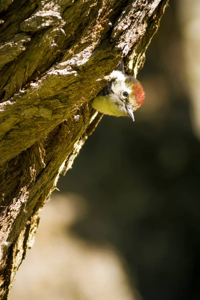 Söt Hackspett Träd Natur Bakgrund Fågel Mellersta Fläckig Hackspett Auktor — Stockfoto