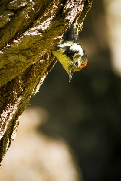 Lindo Pájaro Carpintero Árbol Fondo Naturaleza Bird Middle Spotted Woodpecker — Foto de Stock