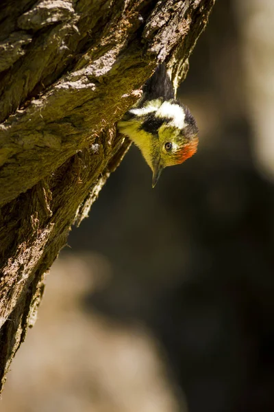 Niedlicher Specht Auf Baum Natur Hintergrund Vogel Mittelspecht Dendrokopos Medius — Stockfoto