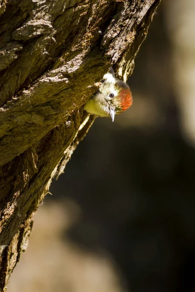 Ağaçtaki sevimli ağaçkakan. Doğa arka planı. Kuş: Orta Benekli Ağaçkakan. Dendrocopos medius.