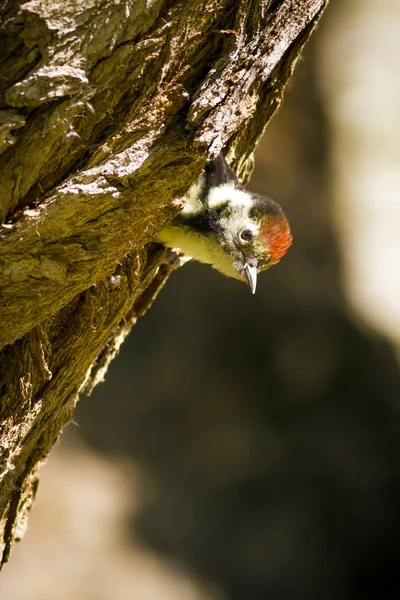 Cute Woodpecker Tree Nature Background Bird Middle Spotted Woodpecker Dendrocopos — Stock Photo, Image