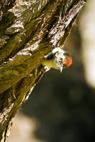 Ağaçtaki sevimli ağaçkakan. Doğa arka planı. Kuş: Orta Benekli Ağaçkakan. Dendrocopos medius.