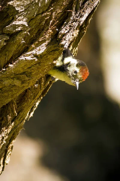 Милий Лісоруб Дереві Природний Фон Птах Середній Плямистий Лісоруб Дендрокопський — стокове фото
