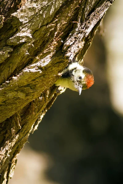 Söt Hackspett Träd Natur Bakgrund Fågel Mellersta Fläckig Hackspett Auktor — Stockfoto