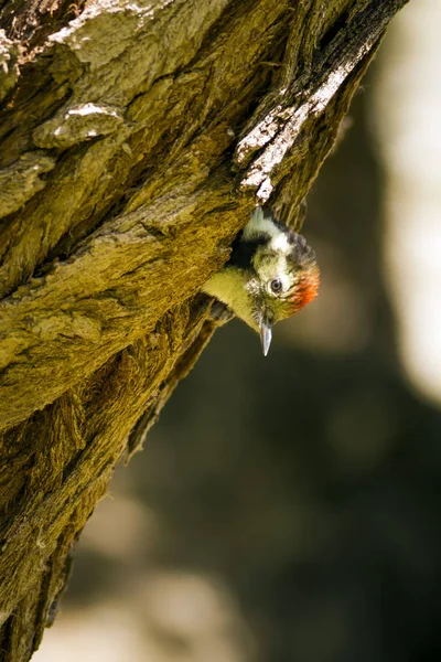 Aranyos Woodpecker Fán Természet Háttere Madár Middle Pettyes Harkály Dendrocopos — Stock Fotó