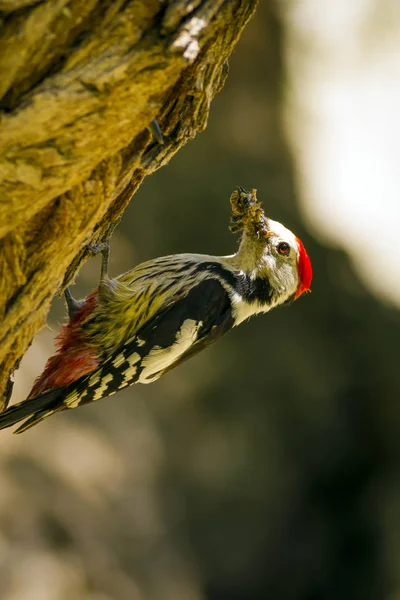 Niedlicher Specht Auf Baum Natur Hintergrund Vogel Mittelspecht Dendrokopos Medius — Stockfoto