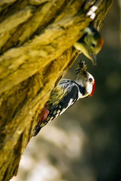 Ağaçkakan. Doğa arka planı. Kuş: Orta Benekli Ağaçkakan 