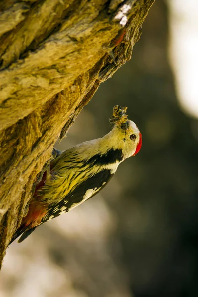 Specht Natur Hintergrund Vogel Mittelspecht — Stockfoto