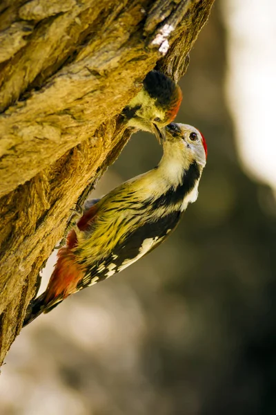 Ağaçkakan. Doğa arka planı. Kuş: Orta Benekli Ağaçkakan 